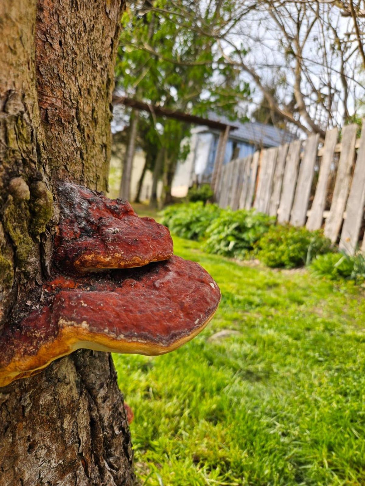 Domek Na Korcie Lubomierz  Dış mekan fotoğraf